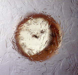 oak