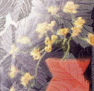 sycamore